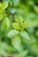 young spring leaves on green background