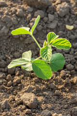 Green soybean plants close-up shot, mixed organic and gmo
