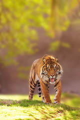 Naklejka premium Sumatran Tiger Walking Forward