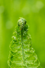spring ferns on green background