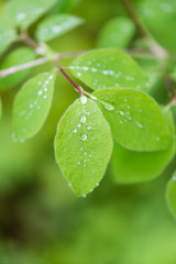 young spring leaves on green background