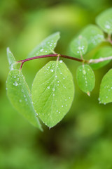 young spring leaves on green background