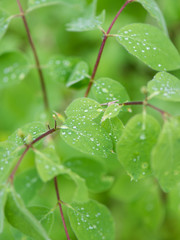 young spring leaves on green background