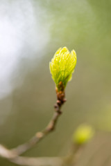 young tree blossoms on green background