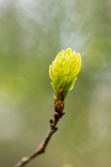 young tree blossoms on green background