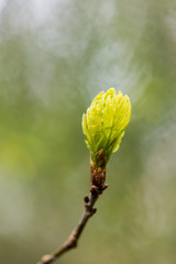 young tree blossoms on green background