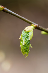young tree blossoms on green background