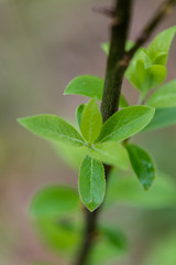 young spring leaves on green background