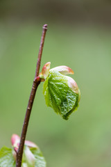 young tree blossoms on green background