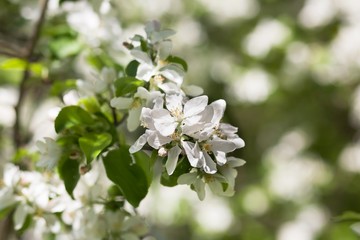 Apple blossom tree