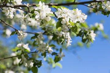 Pear blossom tree