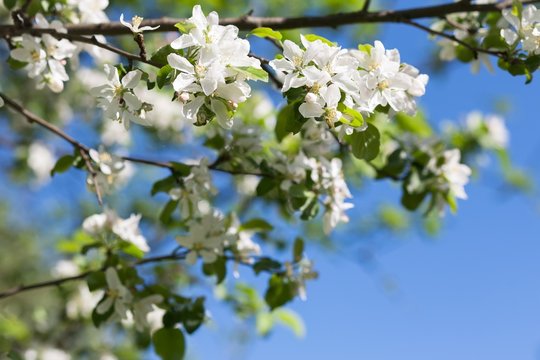 Pear blossom tree