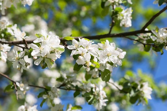 Pear blossom tree