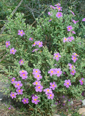 Pink rock rose (Cistus) growing wild around the Mediterranean. 
