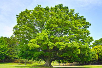 草原の中の大木