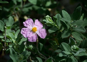 Pink rock rose (Cistus) growing wild around the Mediterranean. 