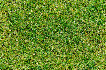 Close up of green grass for your background