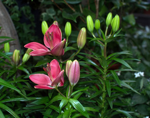 Obraz premium Red lily flowers closeup