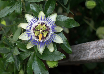 Purple and white Passion flower