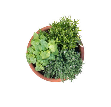 Young lemon balm, rosemary and thyme