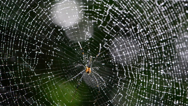 Mai Thong spider on web in tropical rain forest.