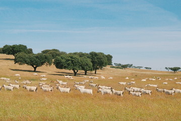 Herd of goats in pasture