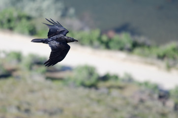 Common Raven in Flight Seen from Above