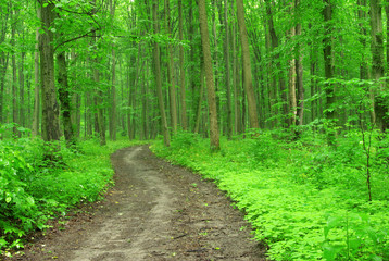 Obraz premium forest trees