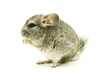 chinchilla