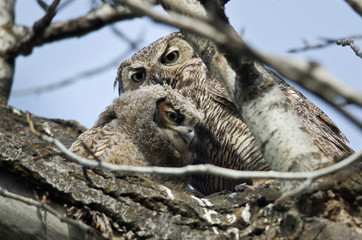 Young Owlet Spending Time With Mom