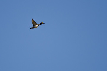 Male Ring-Necked Duck Flying in a Blue Sky