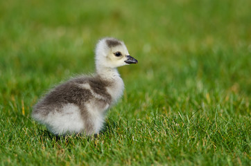 Adorable Little Gosling Looking for Food in the Green Grass