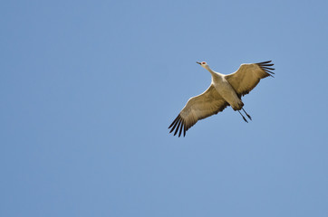 Fototapeta na wymiar Lone Sandhill Crane Flying in a Blue Sky