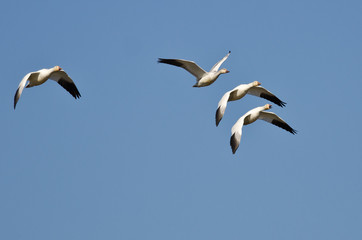 Four Snow Geese Flying in a Blue Sky