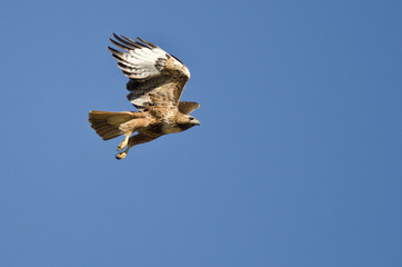 Red-Tailed Hawk Flying in a Blue Sky