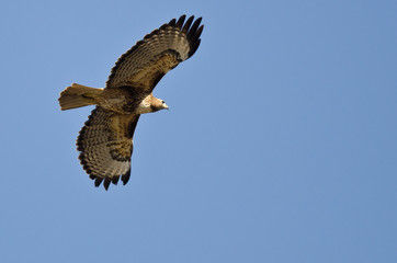 Red-Tailed Hawk Flying in a Blue Sky