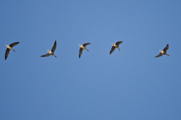 Flock of Greater White-Fronted Geese Flying in a Blue Sky