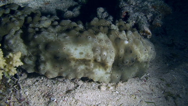 Variegated sea cucumber slowly crawling along bottom, close-up
