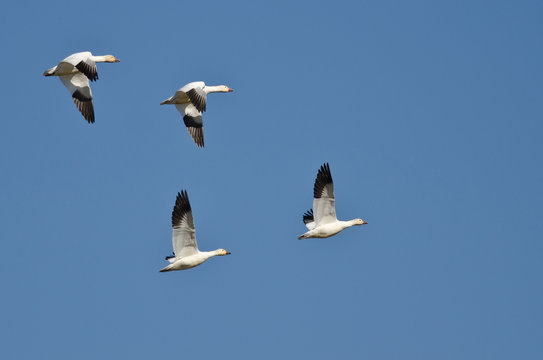 Four Snow Geese Flying in a Blue Sky