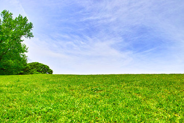 初夏の草原