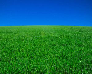 Obraz premium field