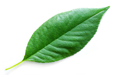 Obraz premium leaf