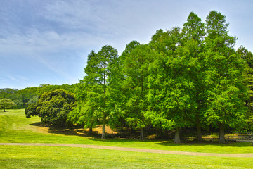 新緑の草原と森