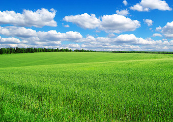 green field