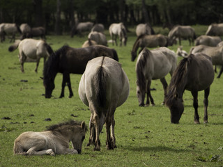 Wildpferde