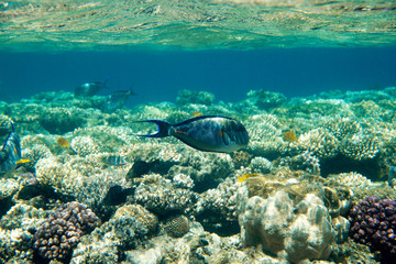 Fototapeta premium fishes