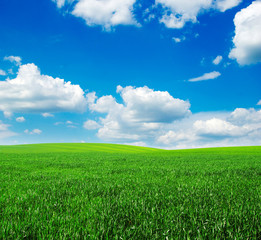 Obraz premium green field and blue sky