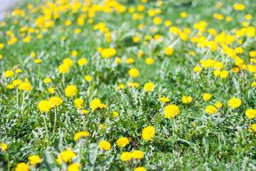 Lawn flowers - dandelion