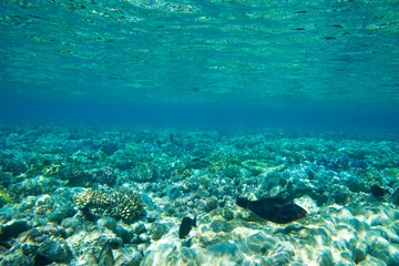 Fototapeta na wymiar Underwater