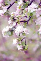 Obraz premium spring flowers